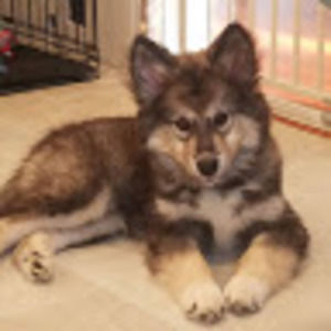 Meet your Posher, Samuel